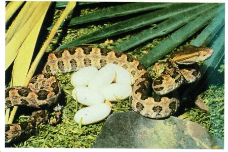 ... Habu pit viper description, habitat and picture - P
